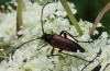 Stenurella melanura